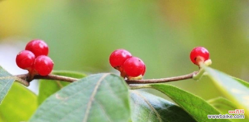 绽放的红豆花 红豆花——爱情的寓意与传承