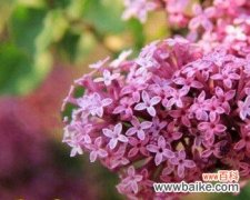 红丁香的美丽与寓意 红丁香的象征寓意