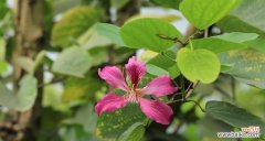 探寻红花羊蹄甲的花语 红花羊蹄甲的花语与意义