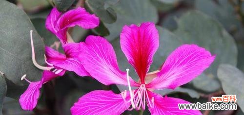 探寻红花羊蹄甲的花语 红花羊蹄甲的花语与意义