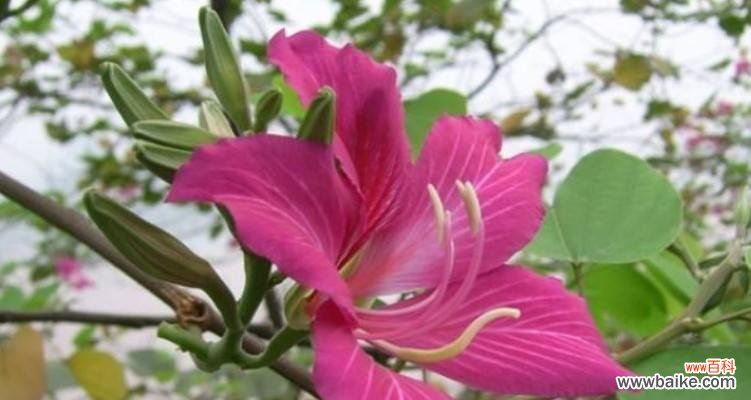 探寻红花羊蹄甲的花语 红花羊蹄甲的花语与意义