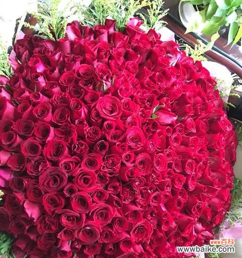 探寻红玫瑰的浪漫之蕴 红玫瑰的意义与象征