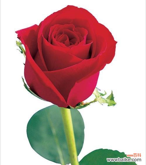 探寻红玫瑰的浪漫之蕴 红玫瑰的意义与象征