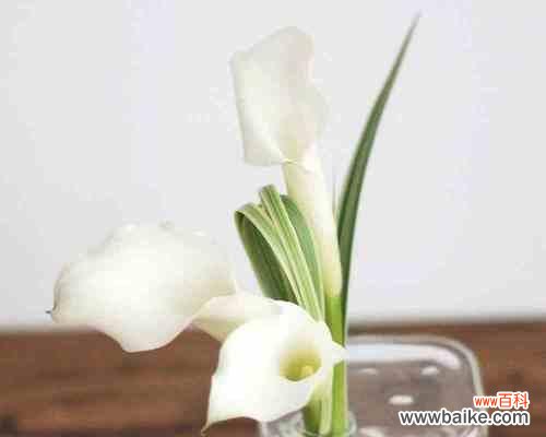 传递希望的红马蹄莲花 红马蹄莲花语——美丽与坚强