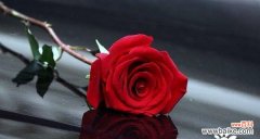 鲜花中的女神 红玫瑰