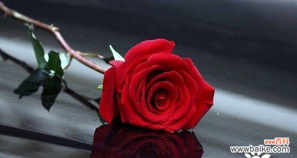 鲜花中的女神 红玫瑰