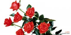 探寻红玫瑰花的意义与表达方式 红玫瑰花的寓意与象征
