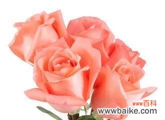 探索粉色玫瑰花的浪漫之美与情感意味 粉色玫瑰花的美丽与象征意义