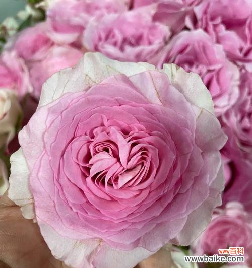 探索粉色玫瑰花的浪漫之美与情感意味 粉色玫瑰花的美丽与象征意义