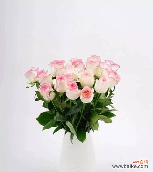 探究粉色玫瑰花的浪漫 粉色玫瑰花的含义与象征