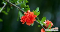 牡丹——中国园林艺术中的瑰宝 开封市花——牡丹的意义与魅力