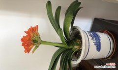 探寻君子兰的含义与象征 君子兰