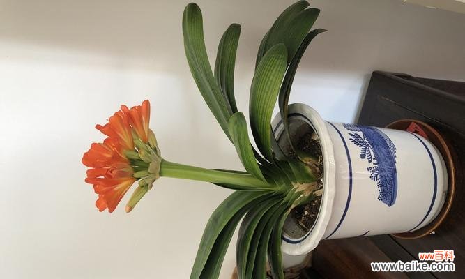 探寻君子兰的含义与象征 君子兰