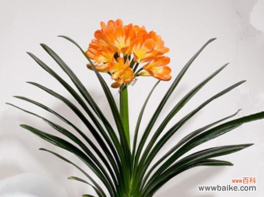 探寻君子兰的含义与象征 君子兰