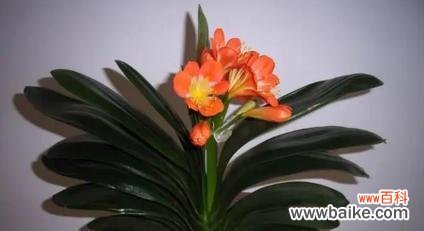 探索君子兰花语的深层含义 君子兰开花之意