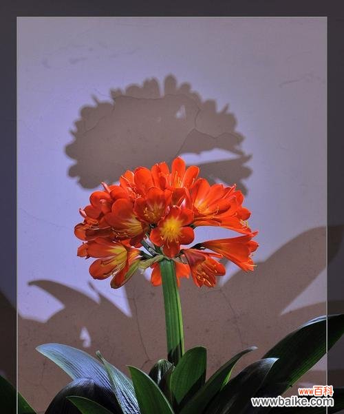 探秘君子兰盛放的意义与预示 君子兰开花的寓意与好兆头