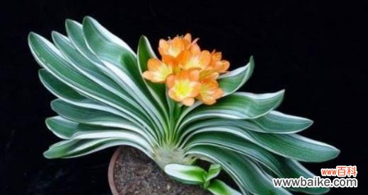 探秘君子兰盛放的意义与预示 君子兰开花的寓意与好兆头