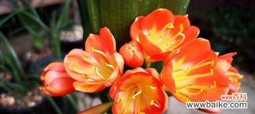 君子兰开花好不好开花的风水影响力 君子兰花开花风水之寓意