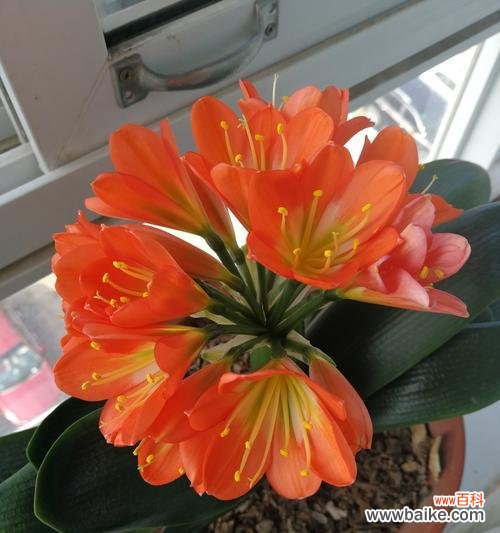 君子兰开花好不好开花的风水影响力 君子兰花开花风水之寓意