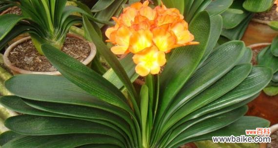 君子兰开花好不好开花的风水影响力 君子兰花开花风水之寓意