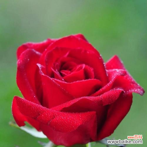 花开花落 粉色玫瑰的浪漫之语