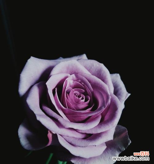 花开花落 粉色玫瑰的浪漫之语