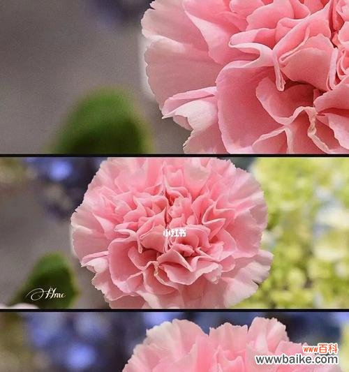 探秘康乃馨的意义与传递的情感 康乃馨花语的象征与寓意