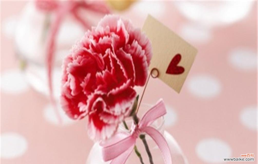 探秘康乃馨的意义与传递的情感 康乃馨花语的象征与寓意