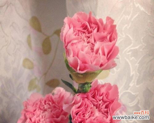 康乃馨花语的意义和象征力 康乃馨花语与寓意——美丽与真爱的象征