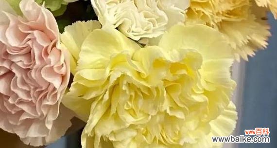 康乃馨 康乃馨的寓意与象征风水解读