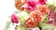 康乃馨 康乃馨的寓意与象征风水解读