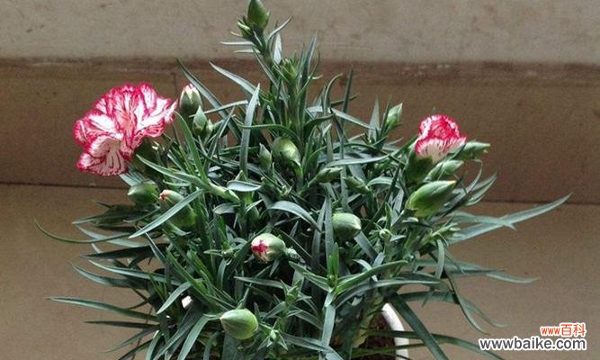 康乃馨 康乃馨的寓意与象征风水解读