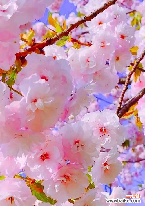 揭示粉色樱花的神秘花语 粉色樱花的花语