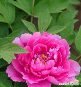 娇美绽放中华之骄( 粉色牡丹花的寓意与传说