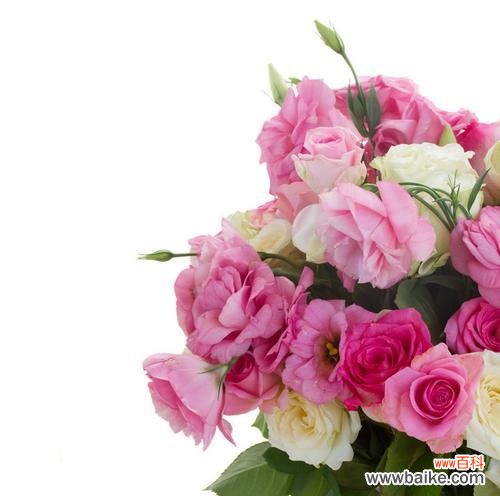 探索粉色玫瑰花的浪漫与温柔 粉色玫瑰花的代表寓意