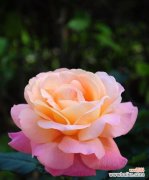 探寻粉色玫瑰花的浪漫和柔情 粉色玫瑰花的寓意