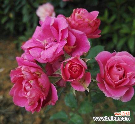 探寻粉色玫瑰花的花语和象征意义 粉色玫瑰花语