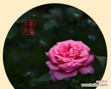 探索丰花月季的花语 丰花月季的花语与美好寓意