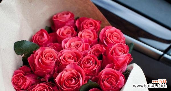 红玫瑰的浓情蜜意 红玫瑰花语大全及寓意解析