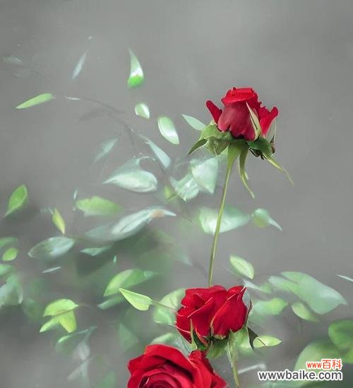 红玫瑰的浓情蜜意 红玫瑰花语大全及寓意解析
