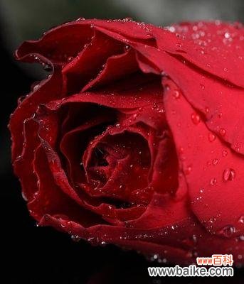 探索红玫瑰的花语和象征意义 红玫瑰花语与寓意的魅力