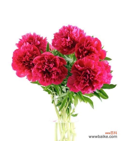 以花开为证 红牡丹的寓意及象征意义解析