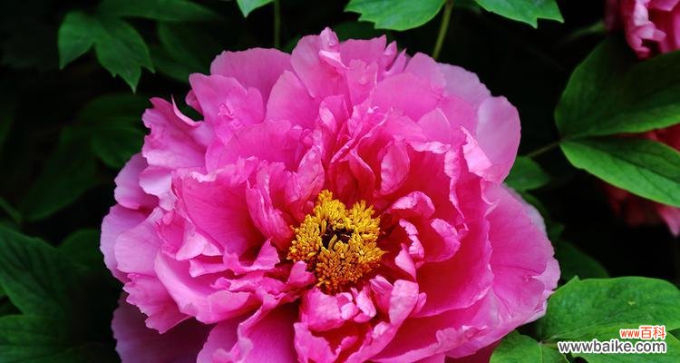 以花开为证 红牡丹的寓意及象征意义解析