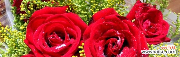 红玫瑰之爱与热情 红玫瑰的花语和传说