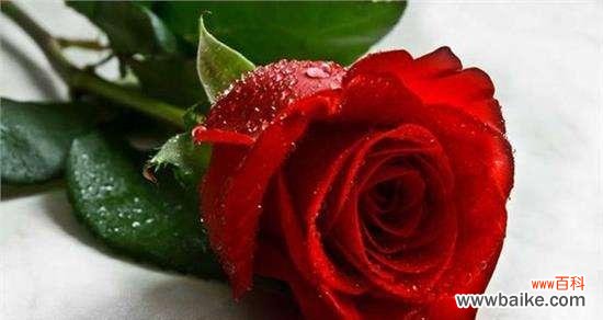 红玫瑰之爱与热情 红玫瑰的花语和传说