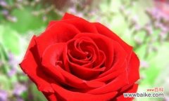 红玫瑰之爱与热情 红玫瑰的花语和传说