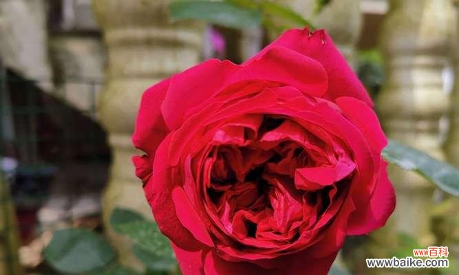 揭示花卉背后的情感密码 红牡丹与紫牡丹