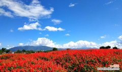 揭示花卉背后的情感密码 红牡丹与紫牡丹