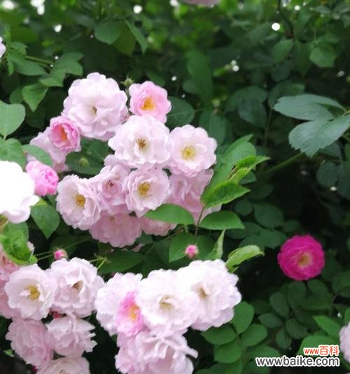 绽放于热情与浪漫之中的花朵 红蔷薇的花语