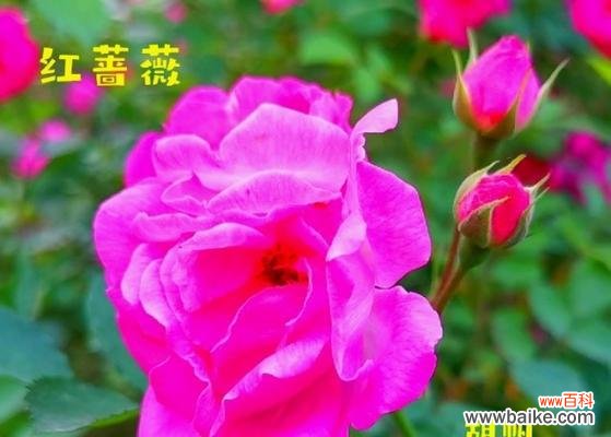 绽放于热情与浪漫之中的花朵 红蔷薇的花语